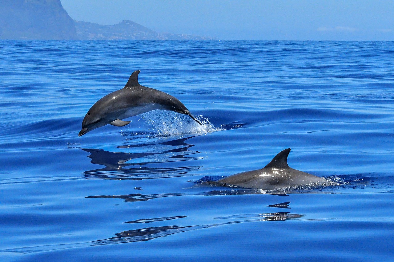 El Caminito del Rey dolphins costa del sol