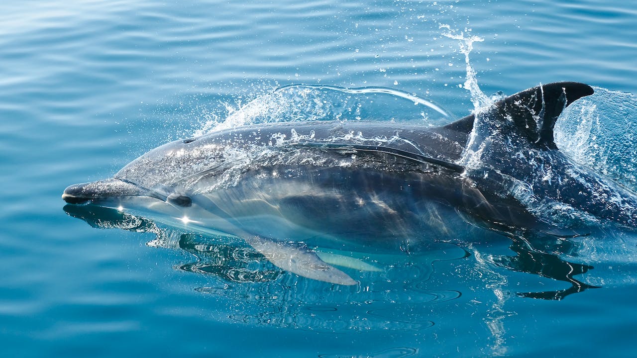 fuerteventura dolphins and whales