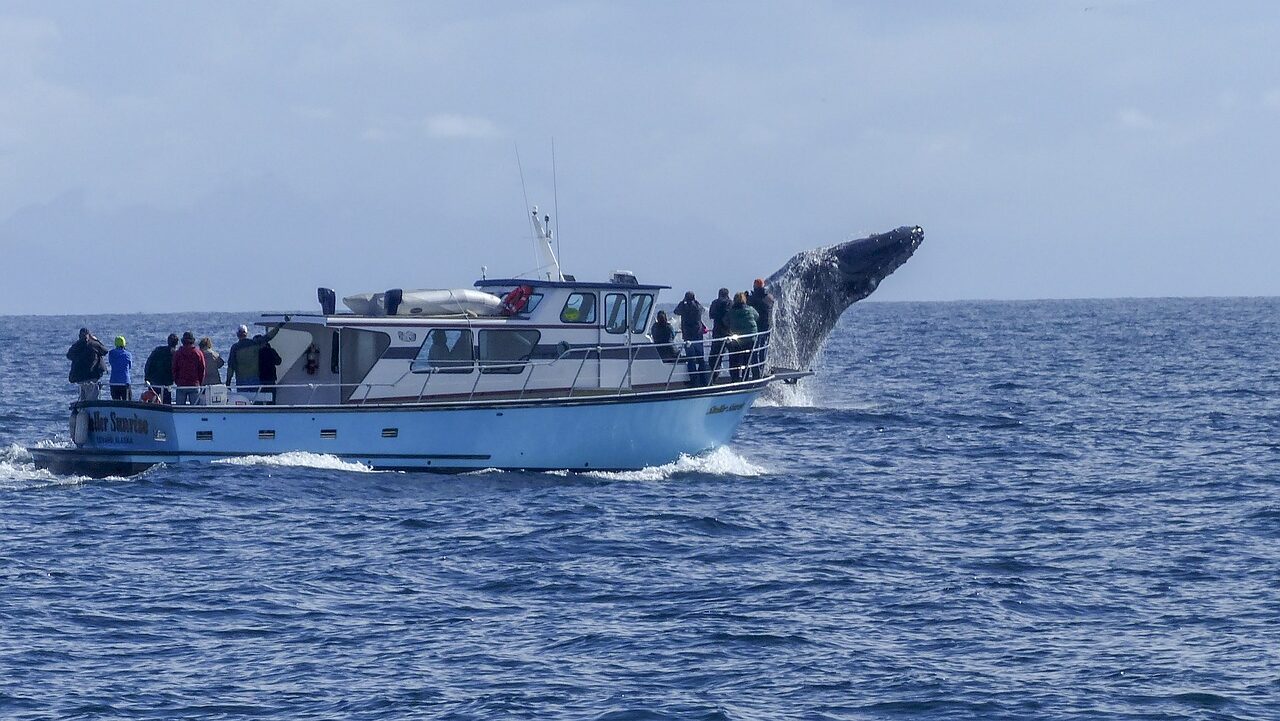  Puerto Colon Tenerife is the whale and dolphin watching excursions