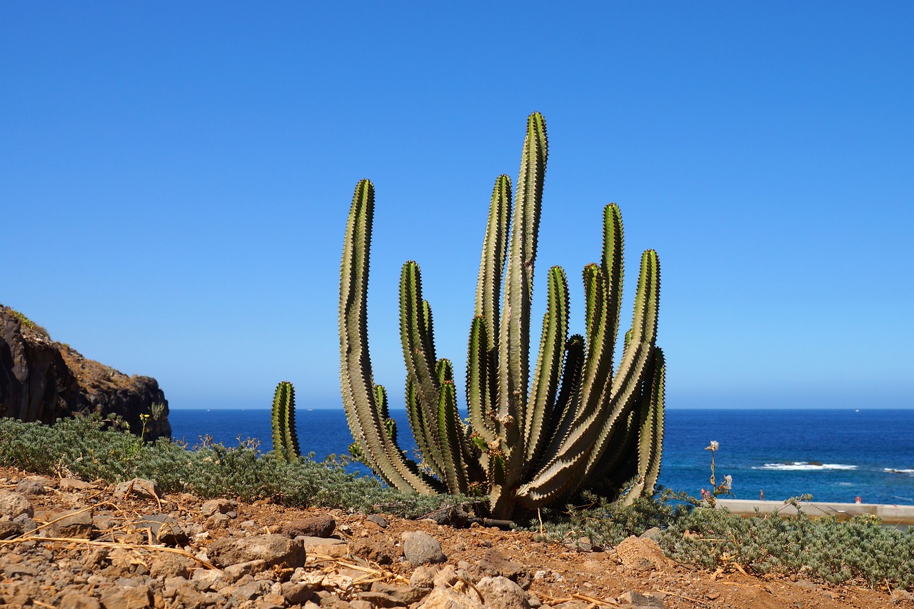 tenerife canary island history